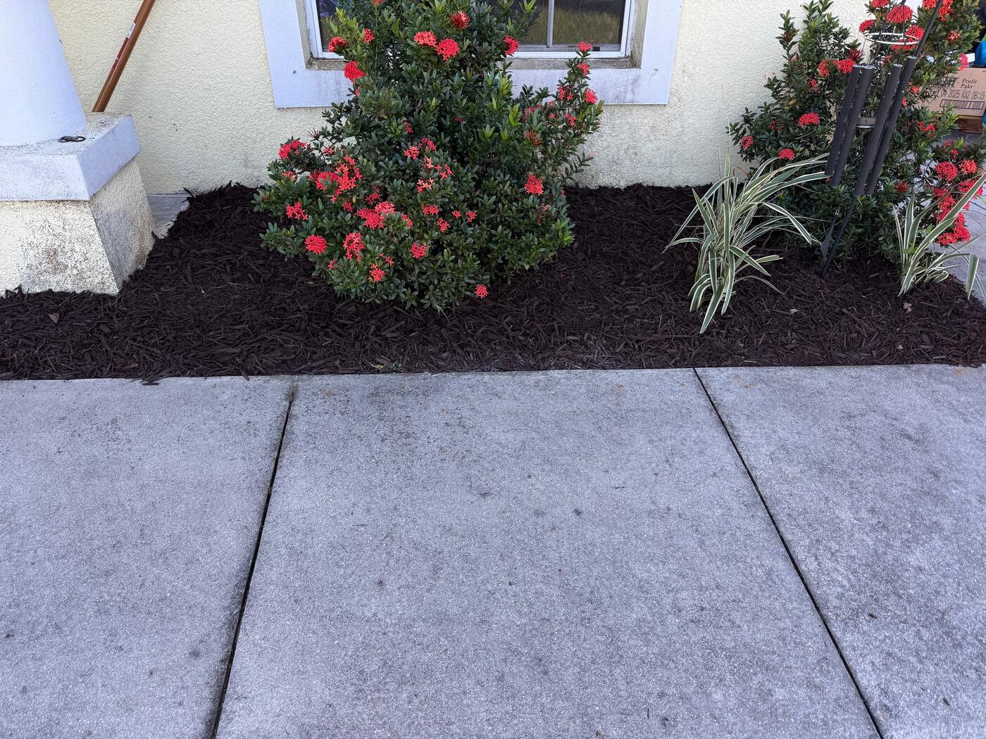 Fresh dark mulch bed around blooming red ixora shrubs beside a sidewalk