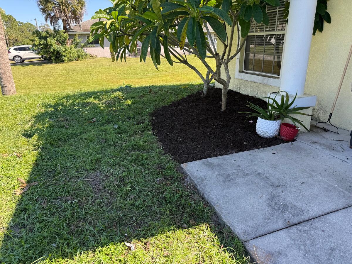 Dark mulch bed around a plumeria tree by the front walk